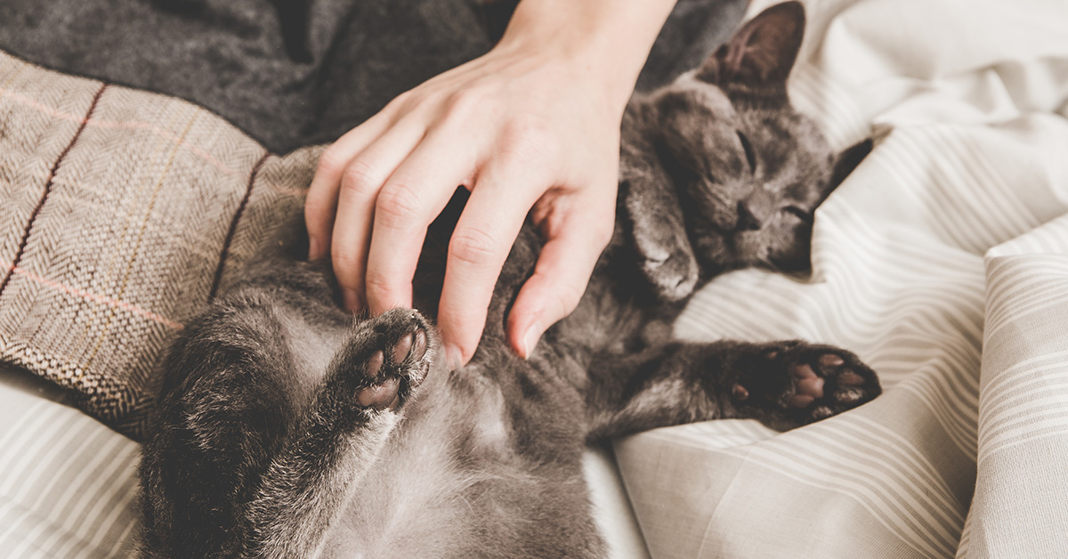 The Benefits of Allowing Pets in Your Rental Property